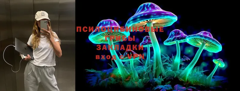 Галлюциногенные грибы Psilocybe  Новосибирск 